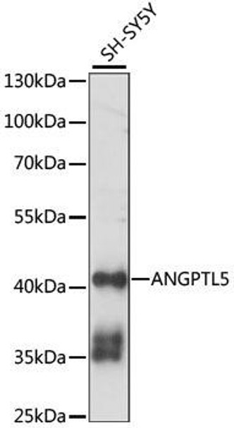 Cell Biology Antibodies 5 Anti-ANGPTL5 Antibody CAB15221