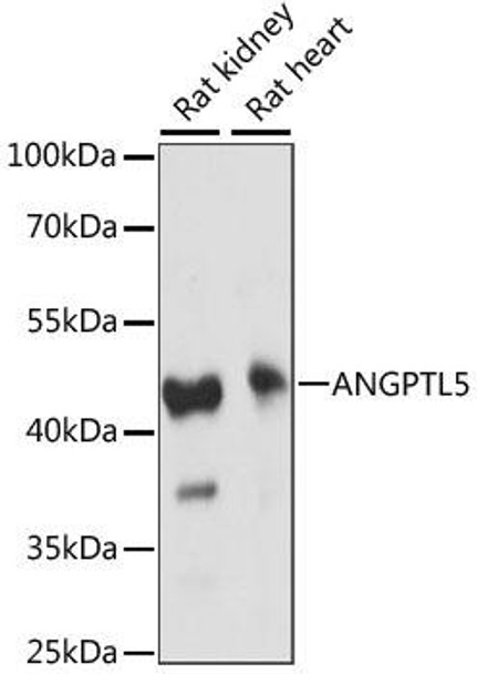 Cell Biology Antibodies 5 Anti-ANGPTL5 Antibody CAB15222
