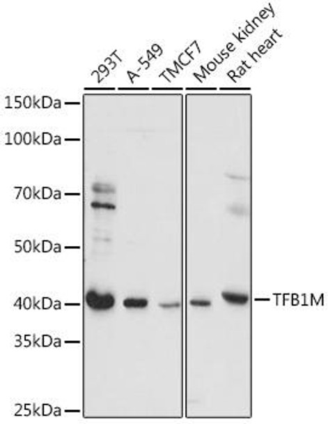 Epigenetics and Nuclear Signaling Antibodies 2 Anti-TFB1M Antibody CAB15231