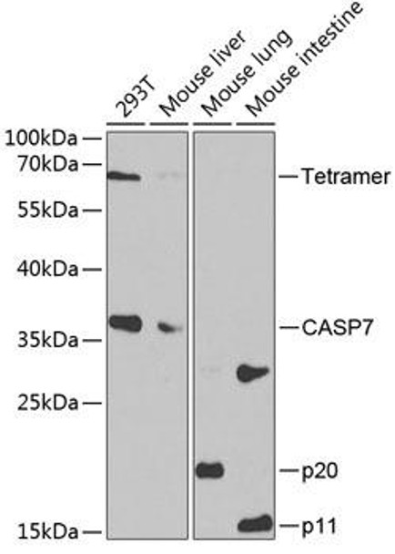 Cell Death Antibodies 1 Anti-Caspase-7 Antibody CAB1524