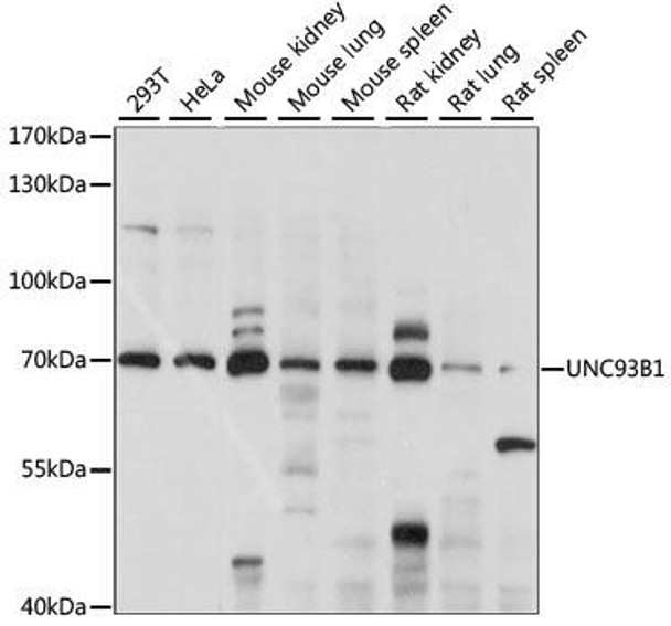 Immunology Antibodies 1 Anti-UNC93B1 Antibody CAB15250