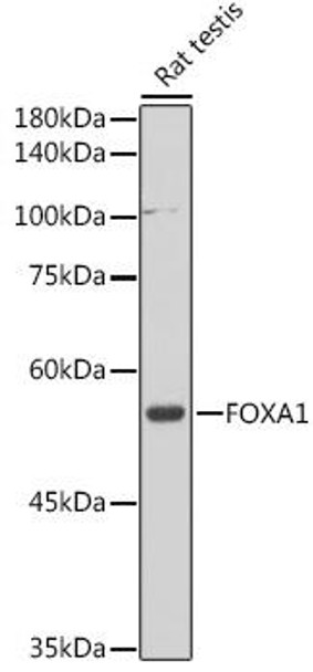 Epigenetics and Nuclear Signaling Antibodies 2 Anti-FOXA1 Antibody CAB15278