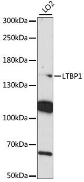 Cell Biology Antibodies 5 Anti-LTBP1 Antibody CAB15287