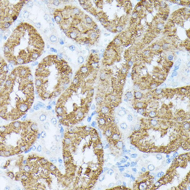 Cell Biology Antibodies 5 Anti-PLS1 Antibody CAB15303