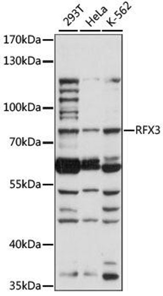 Developmental Biology Anti-RFX3 Antibody CAB15311