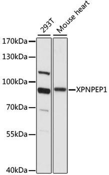 Metabolism Antibodies 1 Anti-XPNPEP1 Antibody CAB15327