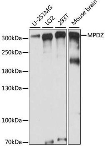 Immunology Antibodies 1 Anti-MPDZ Antibody CAB15344