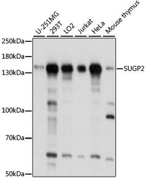 Epigenetics and Nuclear Signaling Antibodies 2 Anti-SUGP2 Antibody CAB15378
