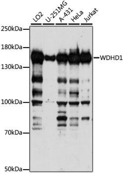 Cell Biology Antibodies 6 Anti-WDHD1 Antibody CAB15396