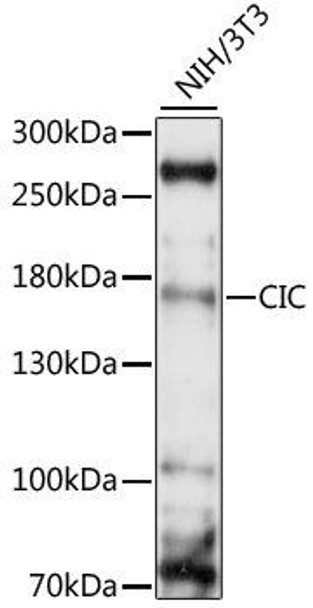 Epigenetics and Nuclear Signaling Antibodies 2 Anti-CIC Antibody CAB15408