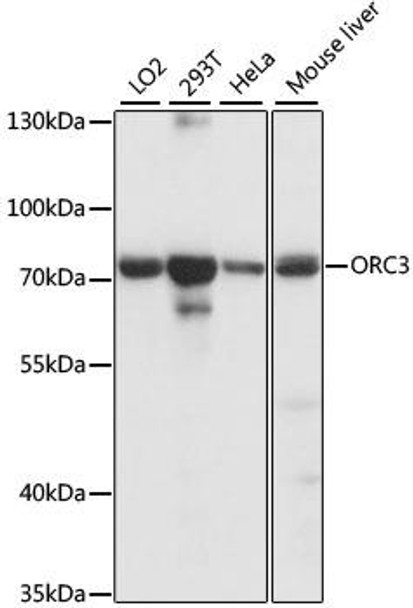 Epigenetics and Nuclear Signaling Antibodies 2 Anti-ORC3 Antibody CAB15415