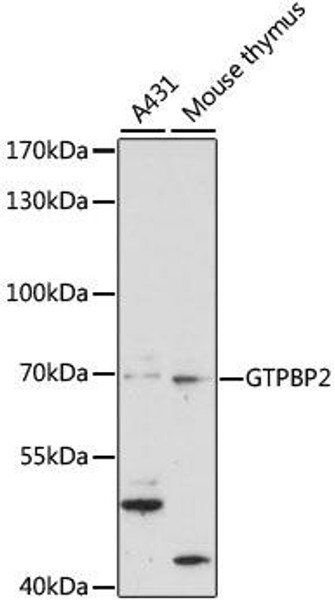 Cell Biology Antibodies 6 Anti-GTPBP2 Antibody CAB15457