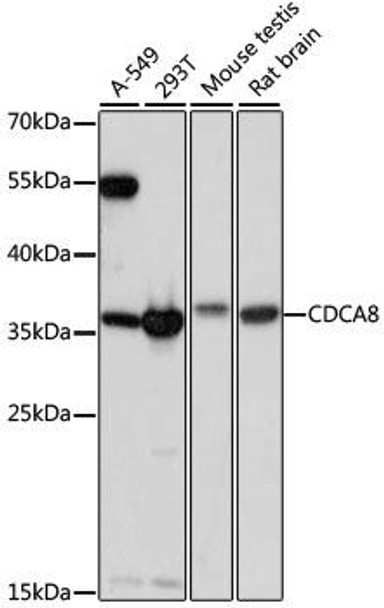 Cell Cycle Antibodies 1 Anti-CDCA8 Antibody CAB15463