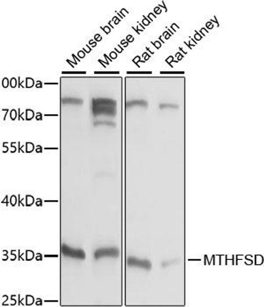 Cell Biology Antibodies 6 Anti-MTHFSD Antibody CAB15504
