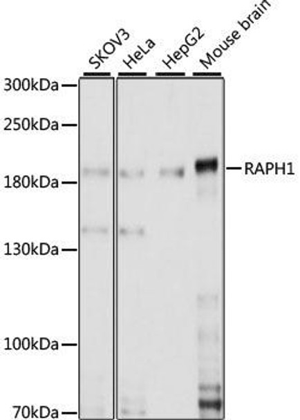 Cell Biology Antibodies 6 Anti-RAPH1 Antibody CAB15506