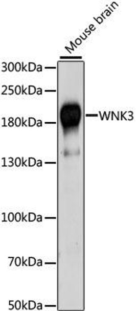 Cell Biology Antibodies 6 Anti-WNK3 Antibody CAB15507