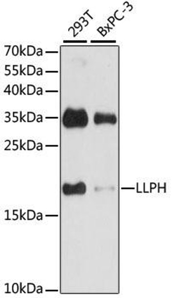 Cell Biology Antibodies 6 Anti-LLPH Antibody CAB15534