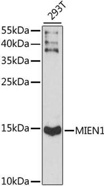Cell Death Antibodies 1 Anti-MIEN1 Antibody CAB15535