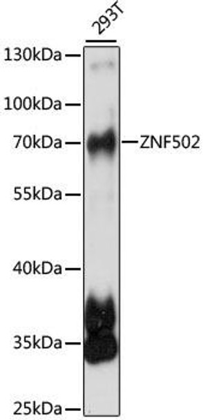 Epigenetics and Nuclear Signaling Antibodies 2 Anti-ZNF502 Antibody CAB15550