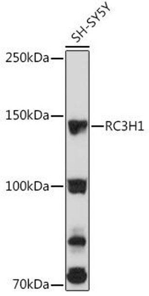 Cell Biology Antibodies 6 Anti-RC3H1 Antibody CAB15569