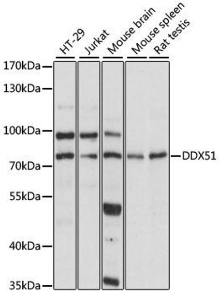 Cell Biology Antibodies 6 Anti-DDX51 Antibody CAB15580