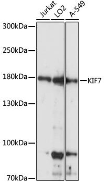 Cell Biology Antibodies 6 Anti-KIF7 Antibody CAB15581