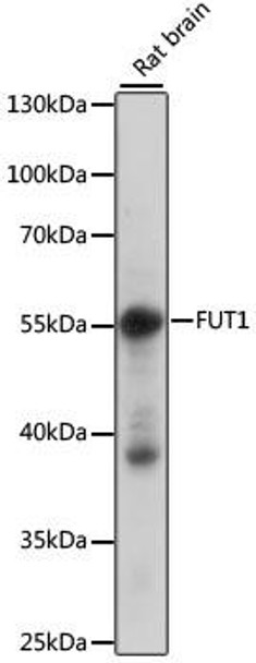 Cell Biology Antibodies 6 Anti-FUT1 Antibody CAB15585