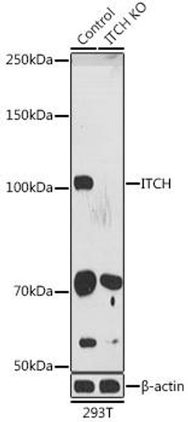 KO Validated Antibodies 1 Anti-ITCH Antibody CAB15612KO Validated