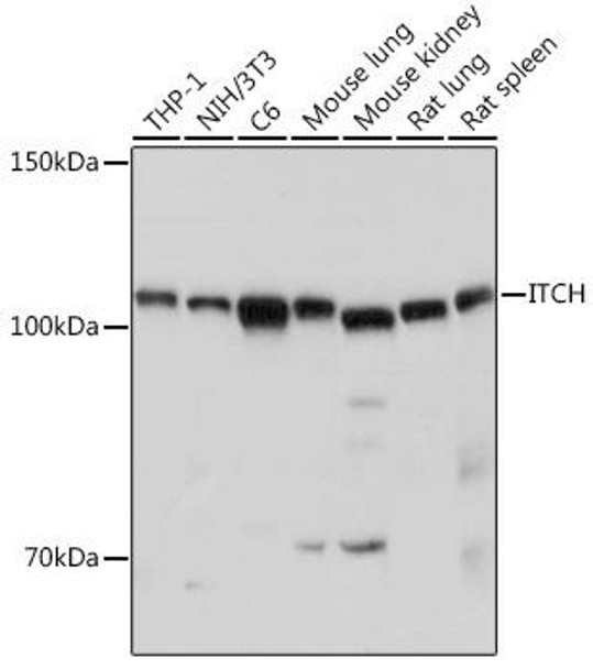 KO Validated Antibodies 1 Anti-ITCH Antibody CAB15612KO Validated