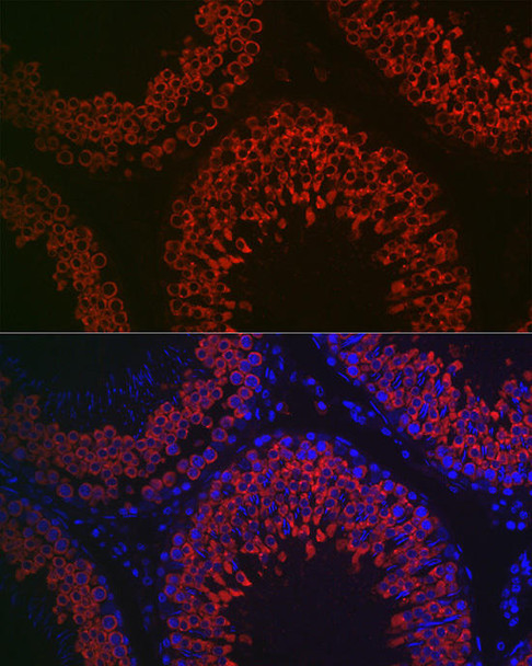 Developmental Biology Anti-DDX4 Antibody CAB15624