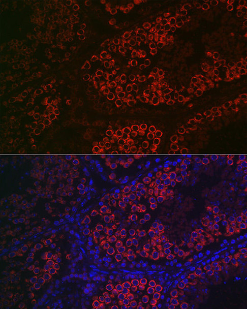 Developmental Biology Anti-DDX4 Antibody CAB15624