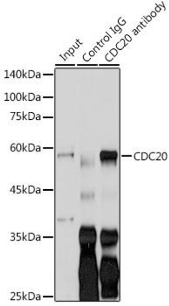Cell Cycle Antibodies 1 Anti-CDC20 Antibody CAB15656