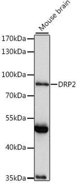 Cell Biology Antibodies 6 Anti-DRP2 Antibody CAB15663