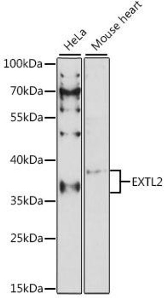 Cell Biology Antibodies 6 Anti-EXTL2 Antibody CAB15669