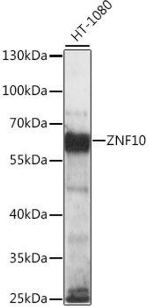 Epigenetics and Nuclear Signaling Antibodies 2 Anti-ZNF10 Antibody CAB15737