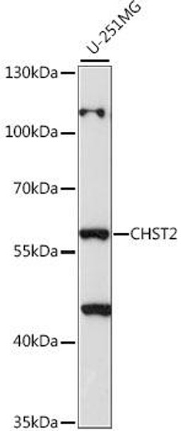 Metabolism Antibodies 1 Anti-CHST2 Antibody CAB15755