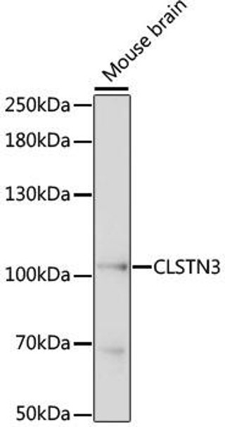 Cell Biology Antibodies 6 Anti-CLSTN3 Antibody CAB15765