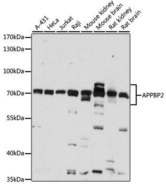 Cell Biology Antibodies 6 Anti-APPBP2 Antibody CAB15781