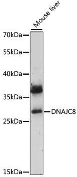 Cell Biology Antibodies 6 Anti-DNAJC8 Antibody CAB15793