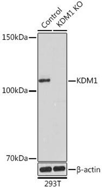 KO Validated Antibodies 1 Anti-KDM1 Antibody CAB15794KO Validated