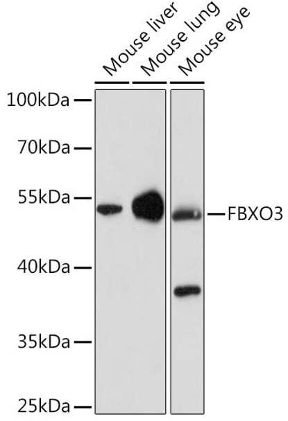 Signal Transduction Antibodies 2 Anti-FBXO3 Antibody CAB15813