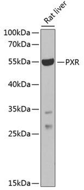 Epigenetics and Nuclear Signaling Antibodies 2 Anti-PXR Antibody CAB1583