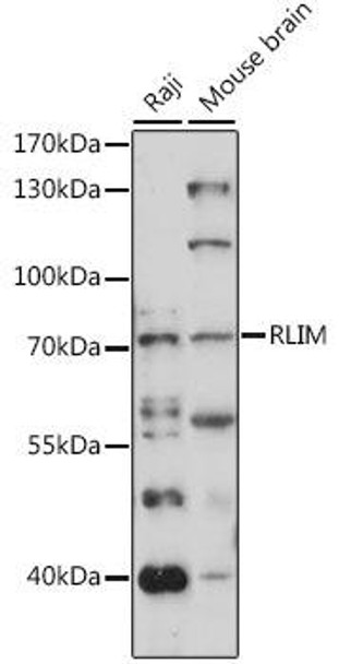 Epigenetics and Nuclear Signaling Antibodies 2 Anti-RLIM Antibody CAB15837