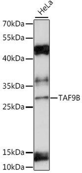Epigenetics and Nuclear Signaling Antibodies 2 Anti-TAF9B Antibody CAB15846