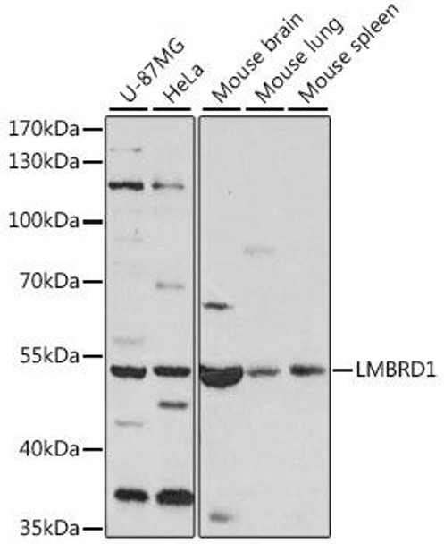 Immunology Antibodies 2 Anti-LMBRD1 Antibody CAB15866