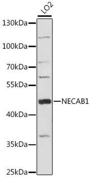 Cell Biology Antibodies 6 Anti-NECAB1 Antibody CAB15883