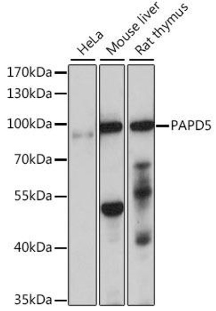 Cell Cycle Antibodies 1 Anti-PAPD5 Antibody CAB15885