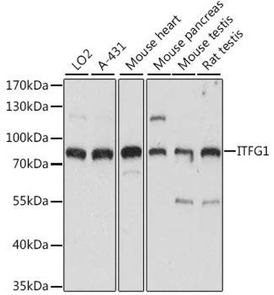 Cell Biology Antibodies 6 Anti-ITFG1 Antibody CAB15901