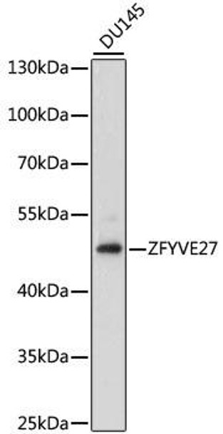 Cell Biology Antibodies 6 Anti-ZFYVE27 Antibody CAB15943