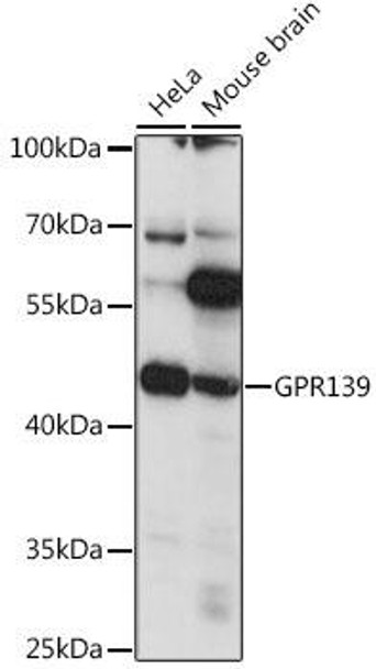 Cell Biology Antibodies 6 Anti-GPR139 Antibody CAB15946